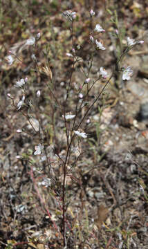 Image of Coast Range dwarf-flax