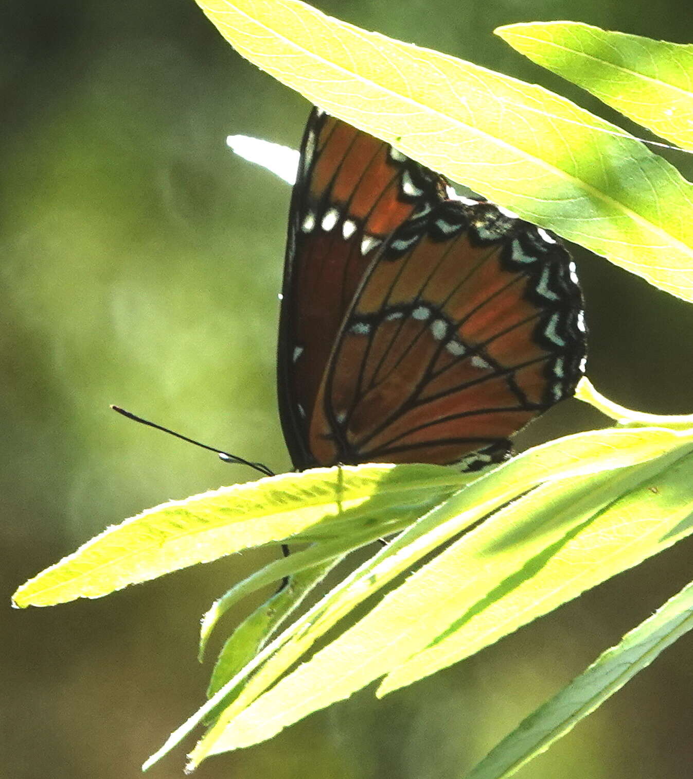 Imagem de Limenitis archippus obsoleta Edwards