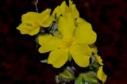 Image of Hibbertia glomerosa (Benth.) F. Müll.