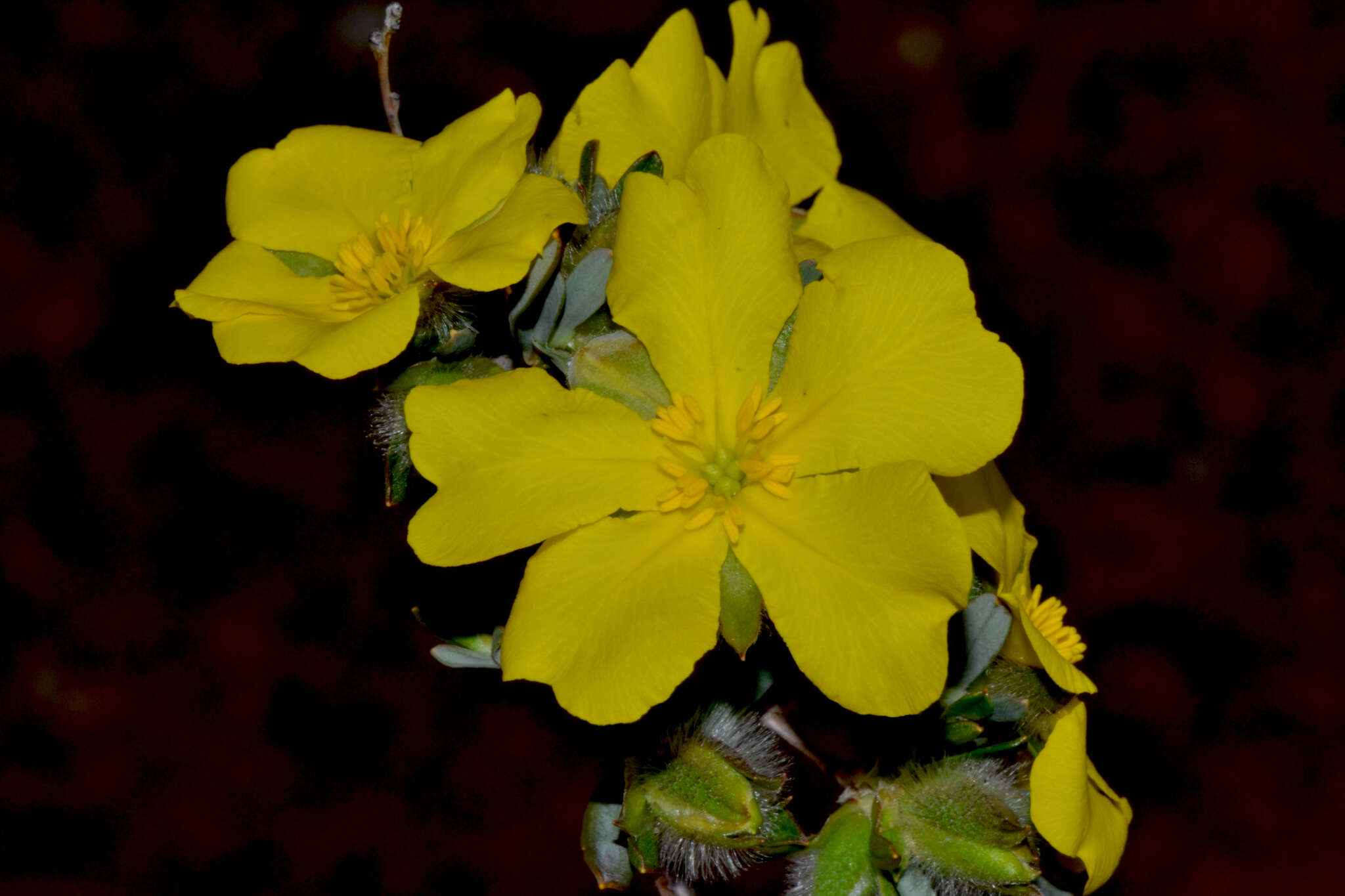 Image of Hibbertia glomerosa (Benth.) F. Müll.