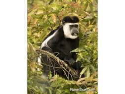 Image of Colobus guereza occidentalis (de Rochebrune 1887)