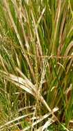 Image of Deschampsia chapmanii Petrie