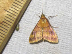 Image of Pyrausta onythesalis Walker 1859