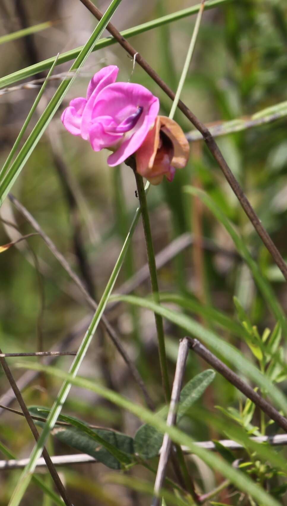 Слика од Strophostyles umbellata (Willd.) Britton