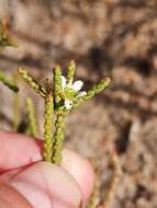 Image of Diosma dichotoma P. J. Bergius