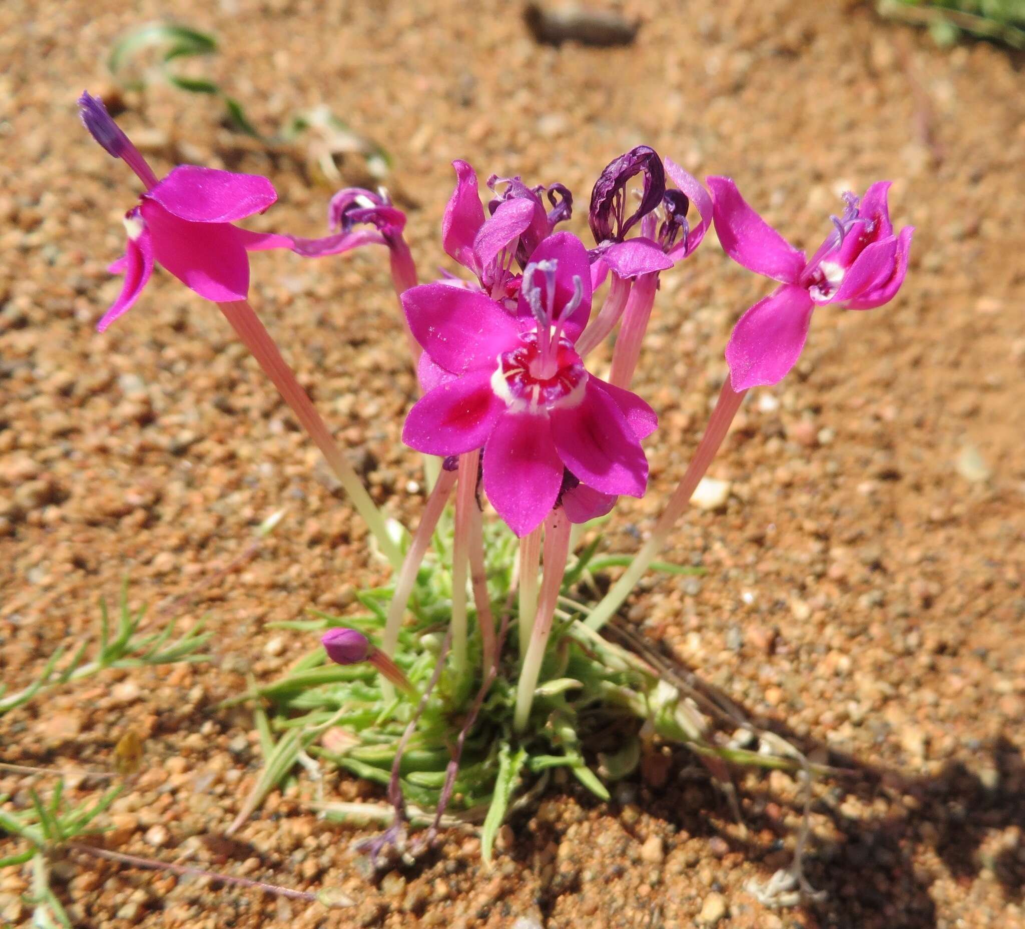 Image of Lapeirousia silenoides (Jacq.) Ker Gawl.