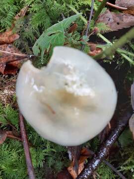 Image of Stropharia pseudocyanea (Desm.) Morgan 1908