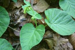 Image of Symphytum cordatum Waldst. & Kit.