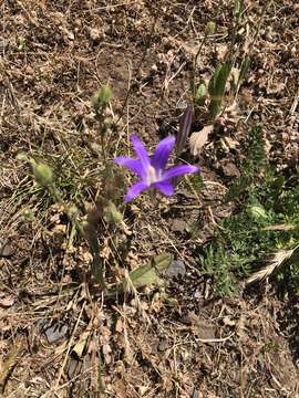 Sivun Brodiaea elegans subsp. hooveri Niehaus kuva