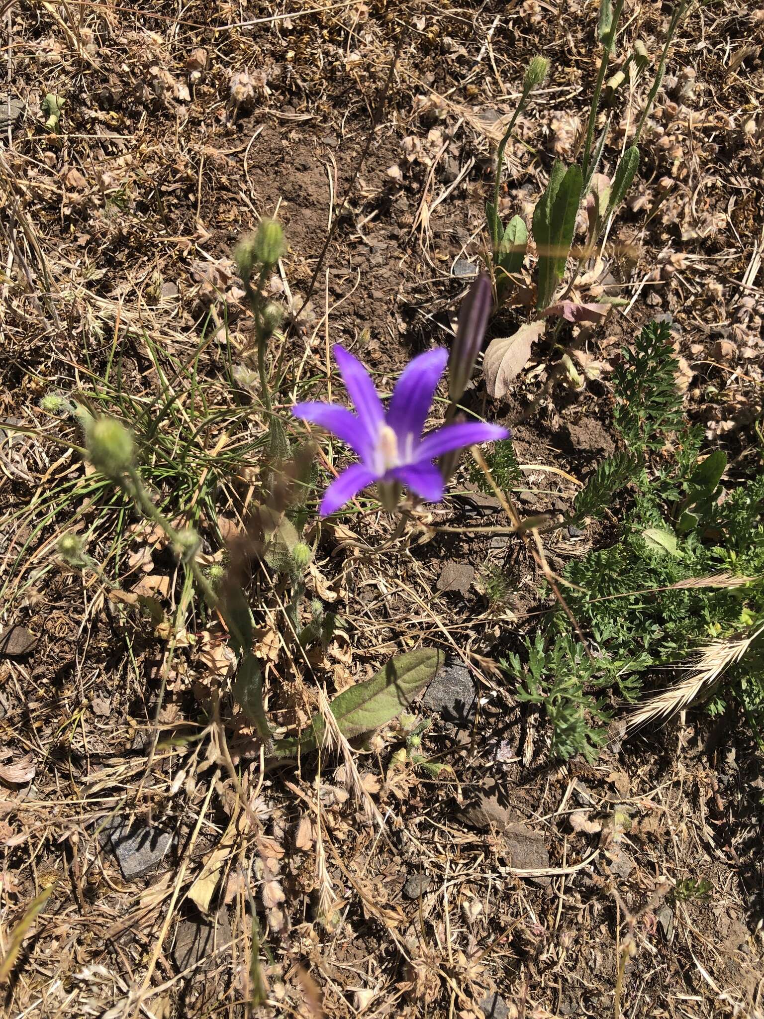 Image of Hoover's brodiaea