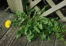 Слика од Taraxacum pseudohamatum Dahlst.