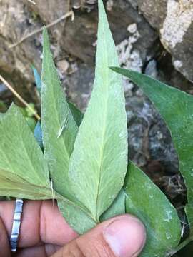 Image of Japanese netvein hollyfern