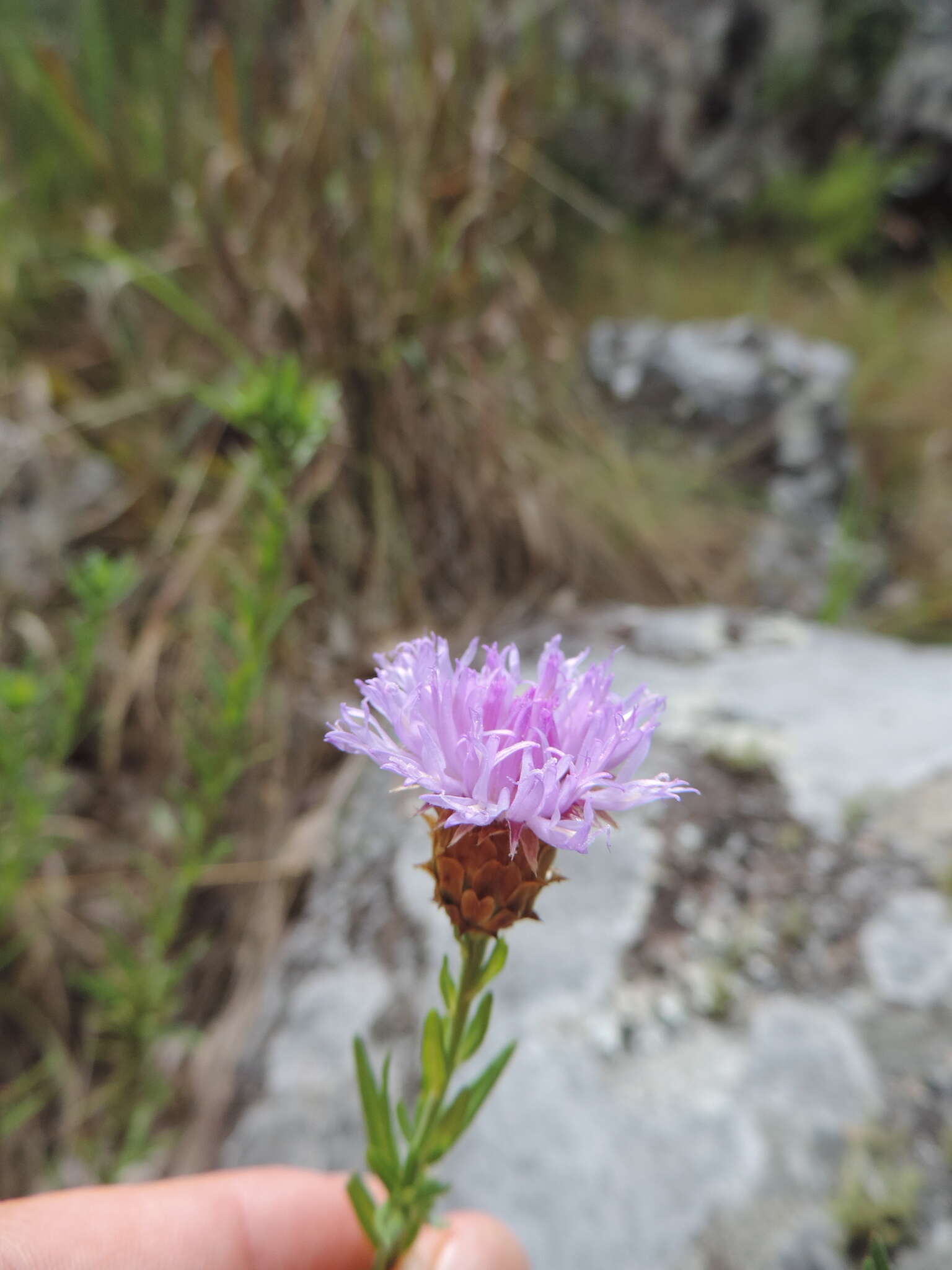 Image of Polydora bainesii subsp. bainesii