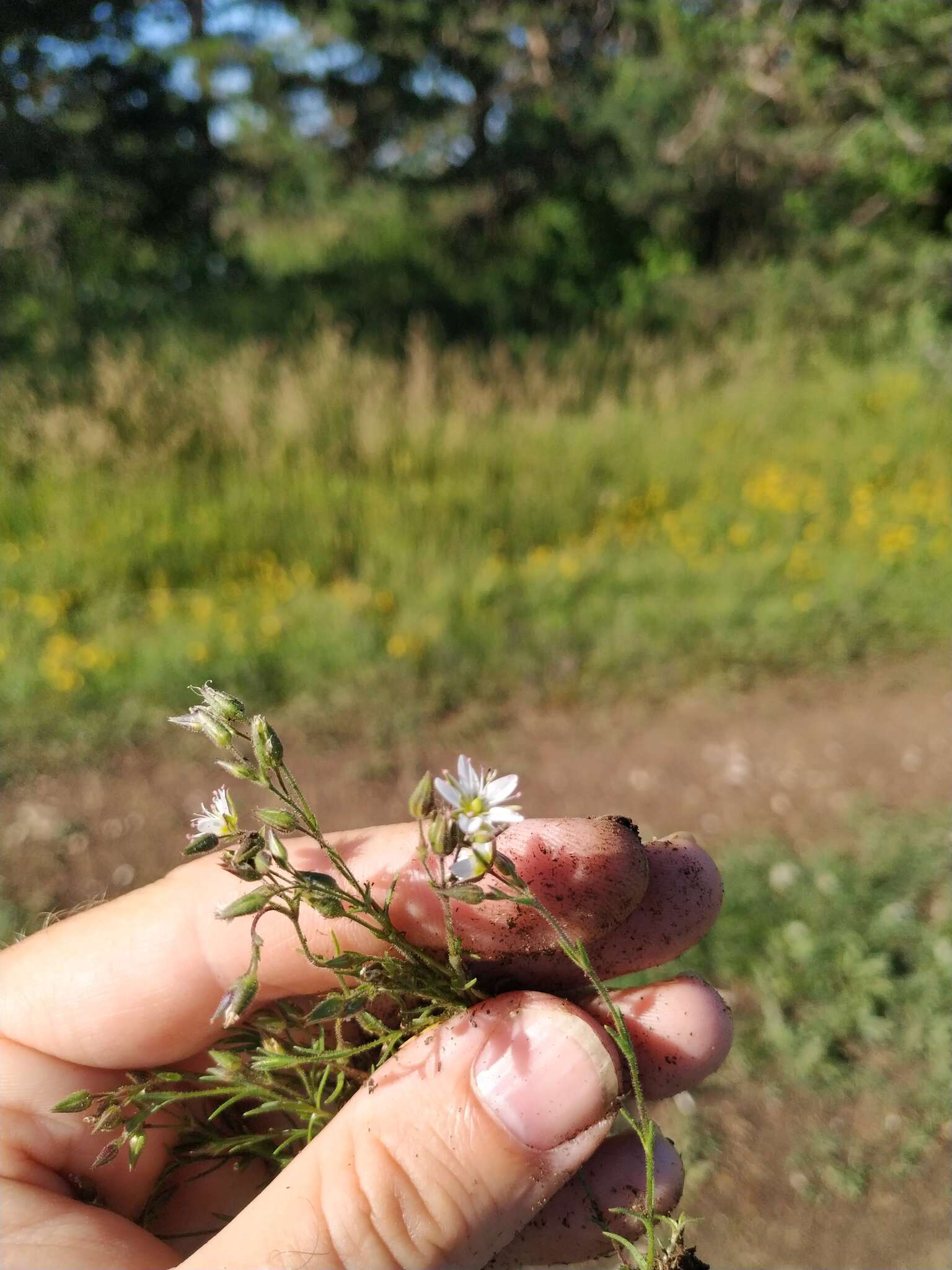 Minuartia hirsuta (M. Bieb.) Hand.-Mazz.的圖片