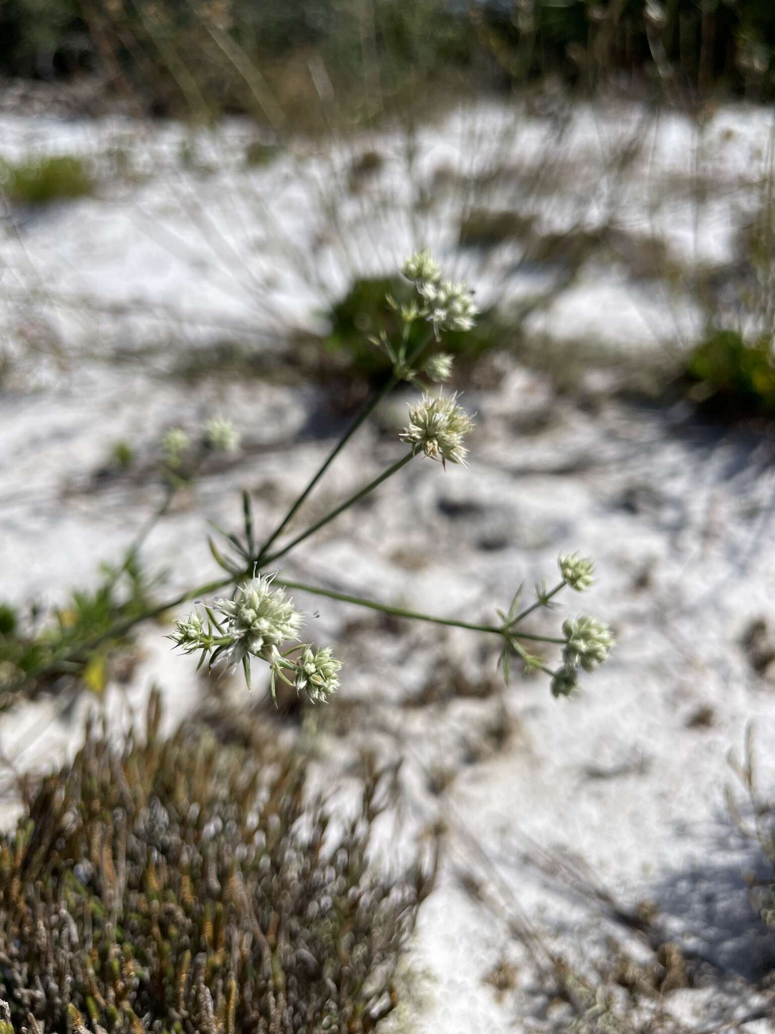 Image of wedgeleaf eryngo