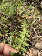 Image of Hard Lip Fern