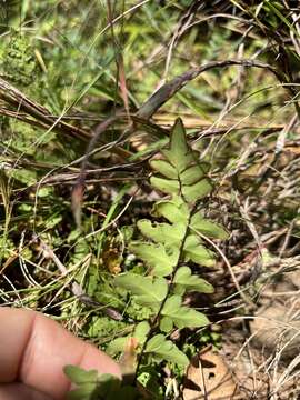 Plancia ëd Oeosporangium viride var. glauca (Sim)