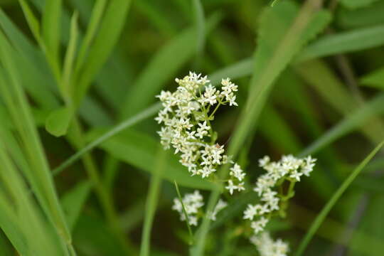 Galium labradoricum (Wiegand) Wiegand resmi