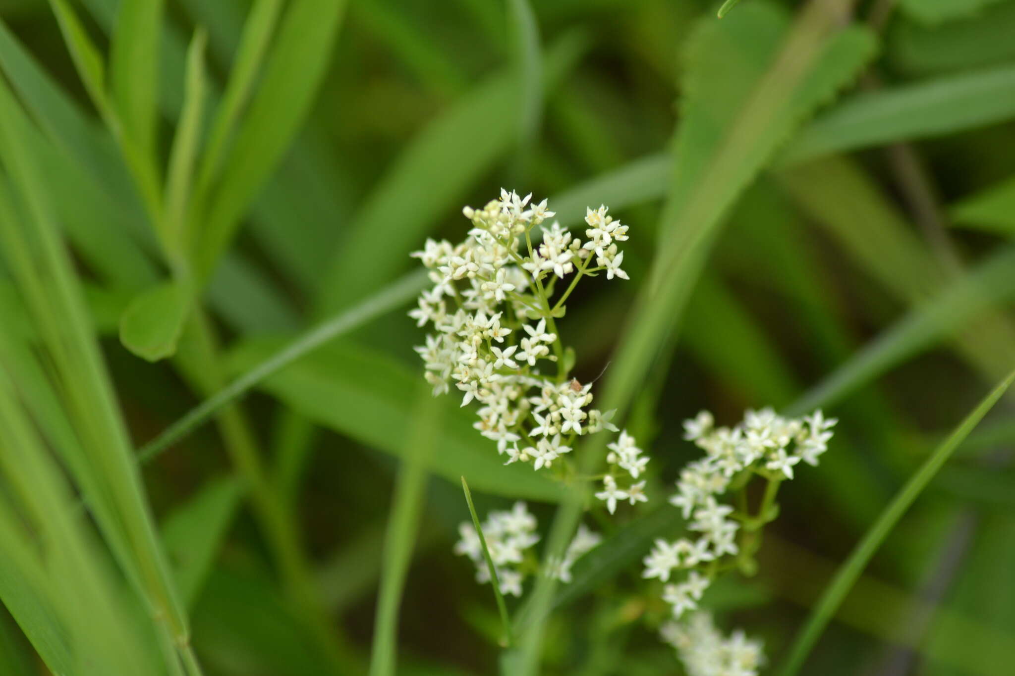 Image of Bog bedstraw