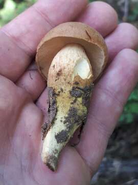 Image of Aureoboletus moravicus (Vacek) Klofac 2010