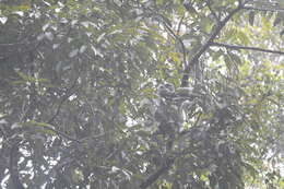 Image of silvery gibbon