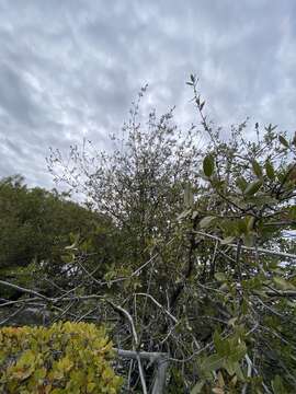 Image of Quercus peninsularis Trel.