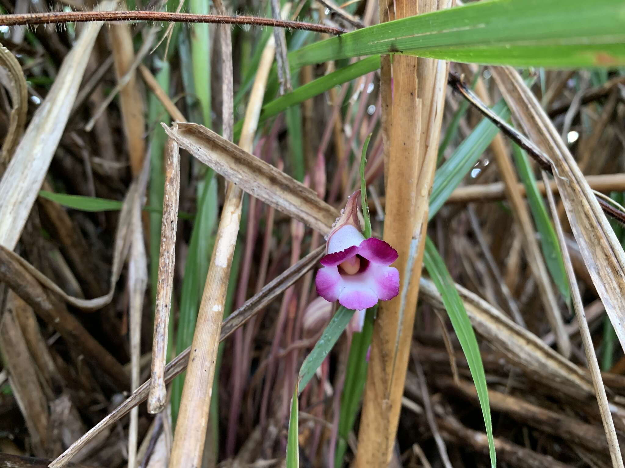 Image of Aeginetia indica L.