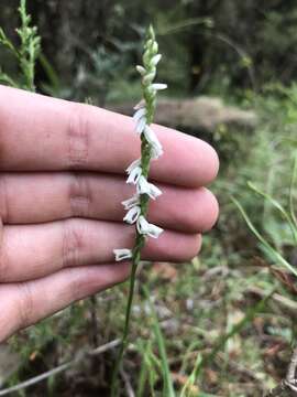 Image of northern slender lady's tresses