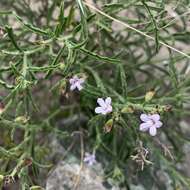 Image of Endostemon tenuiflorus (Benth.) M. R. Ashby