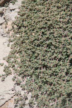 Image of Euphorbia chamaesyce L.