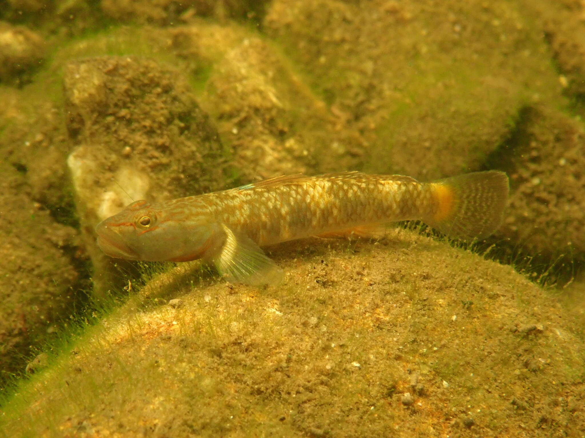 Image of Rhinogobius leavelli (Herre 1935)