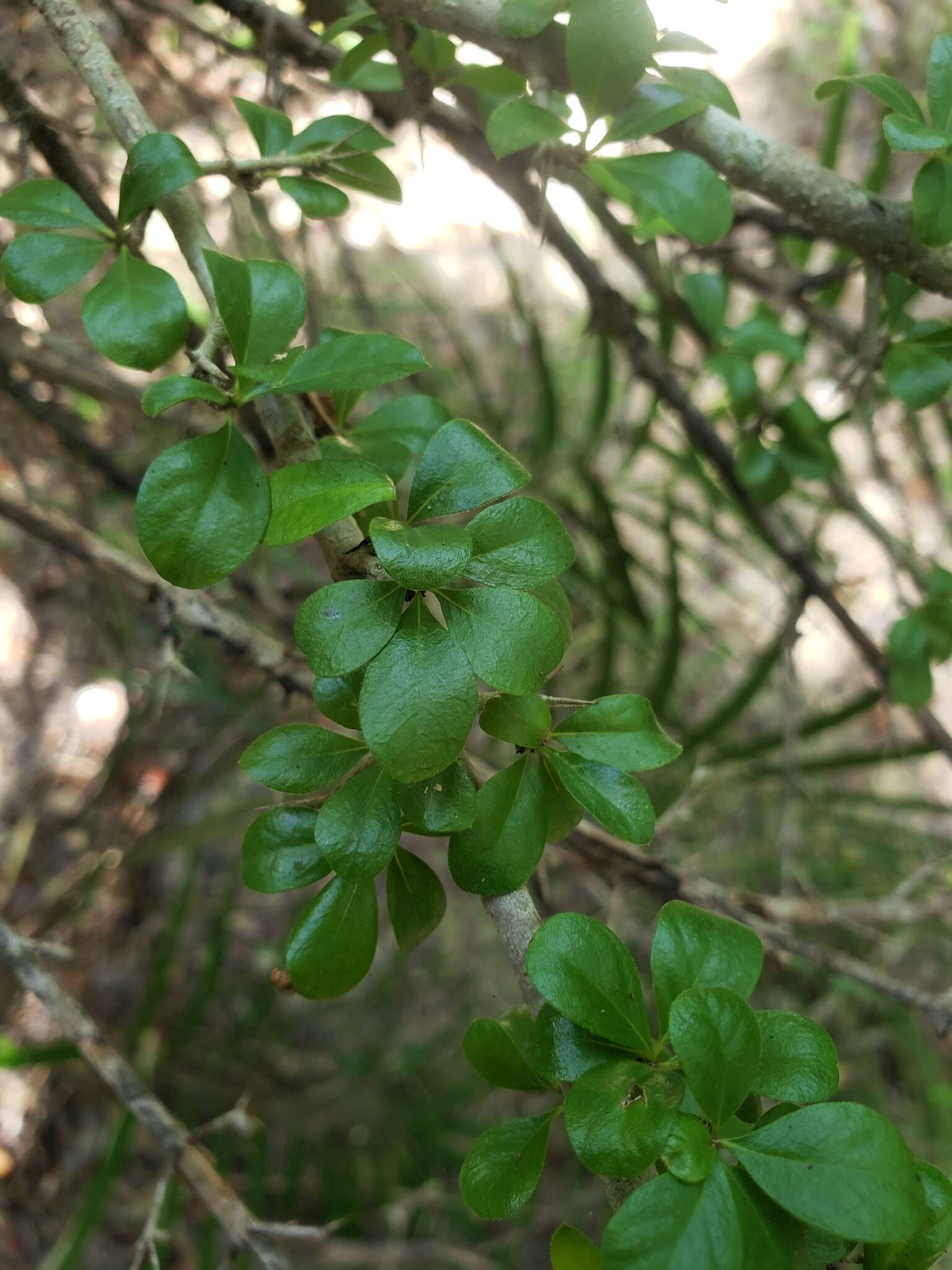 Image of Puerto Rico indigoberry