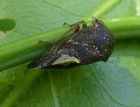 Image of Telamona monticola Fabricius