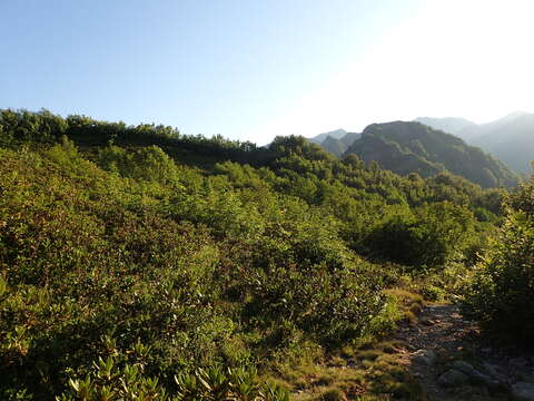 صورة Rhododendron caucasicum Pall.