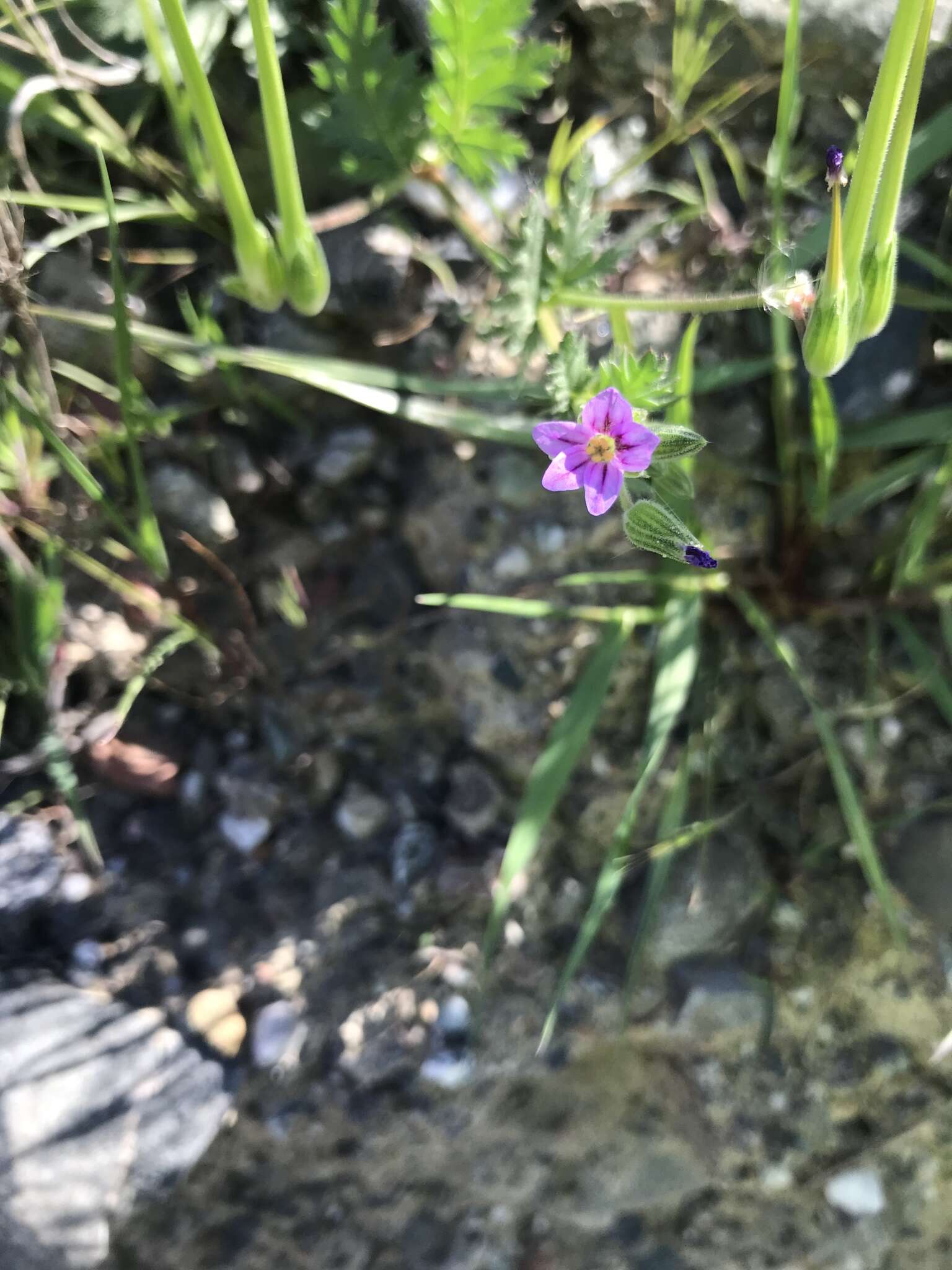 Слика од Erodium brachycarpum (Godr.) Thellung