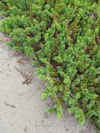 Juniperus rigida subsp. conferta (Parl.) Kitam. resmi