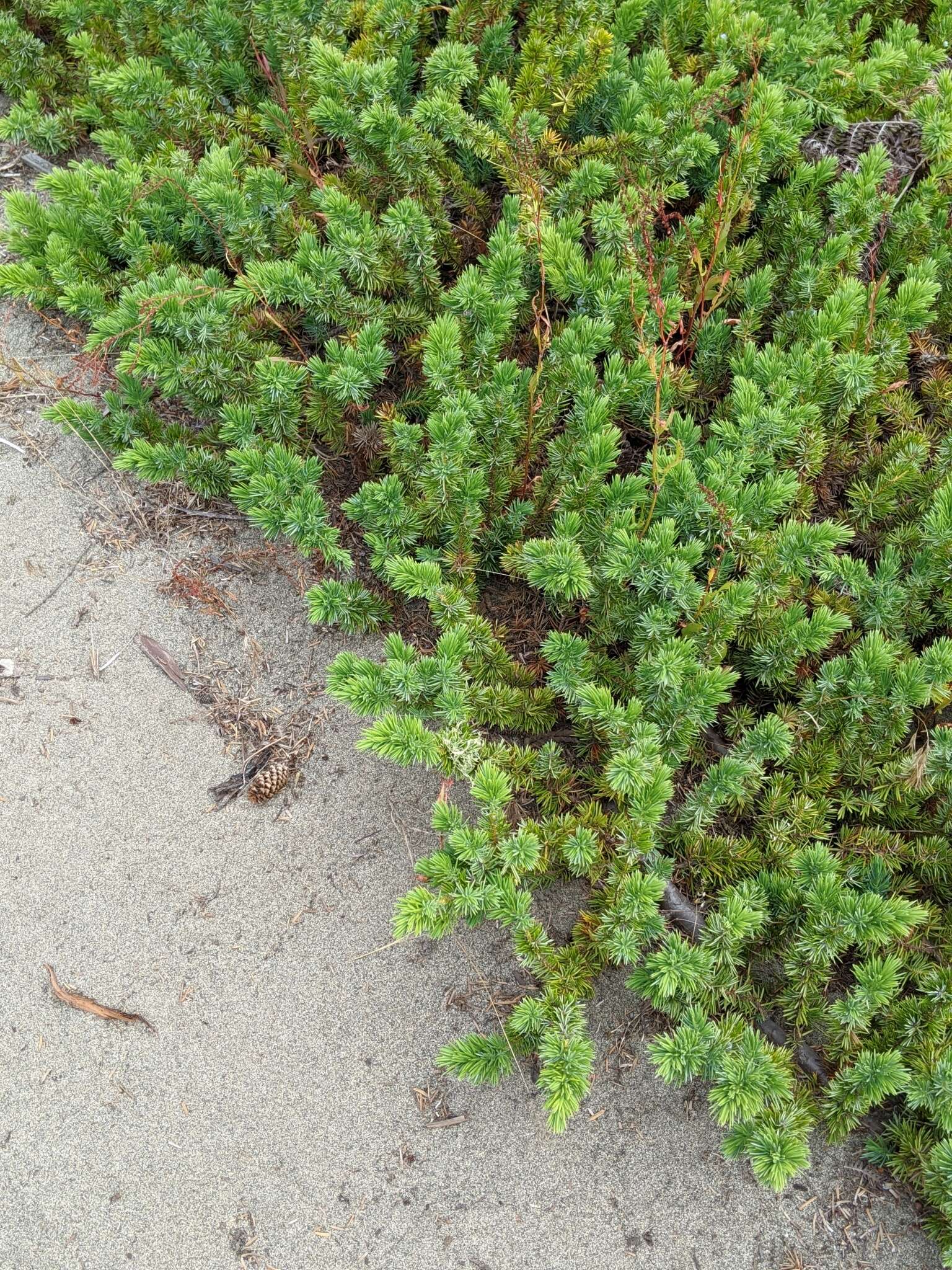 Image of shore juniper