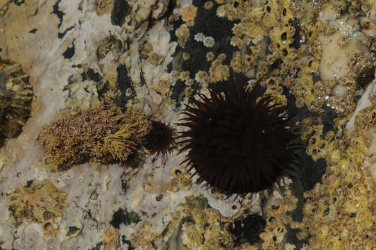 Image of Beadlet anemone