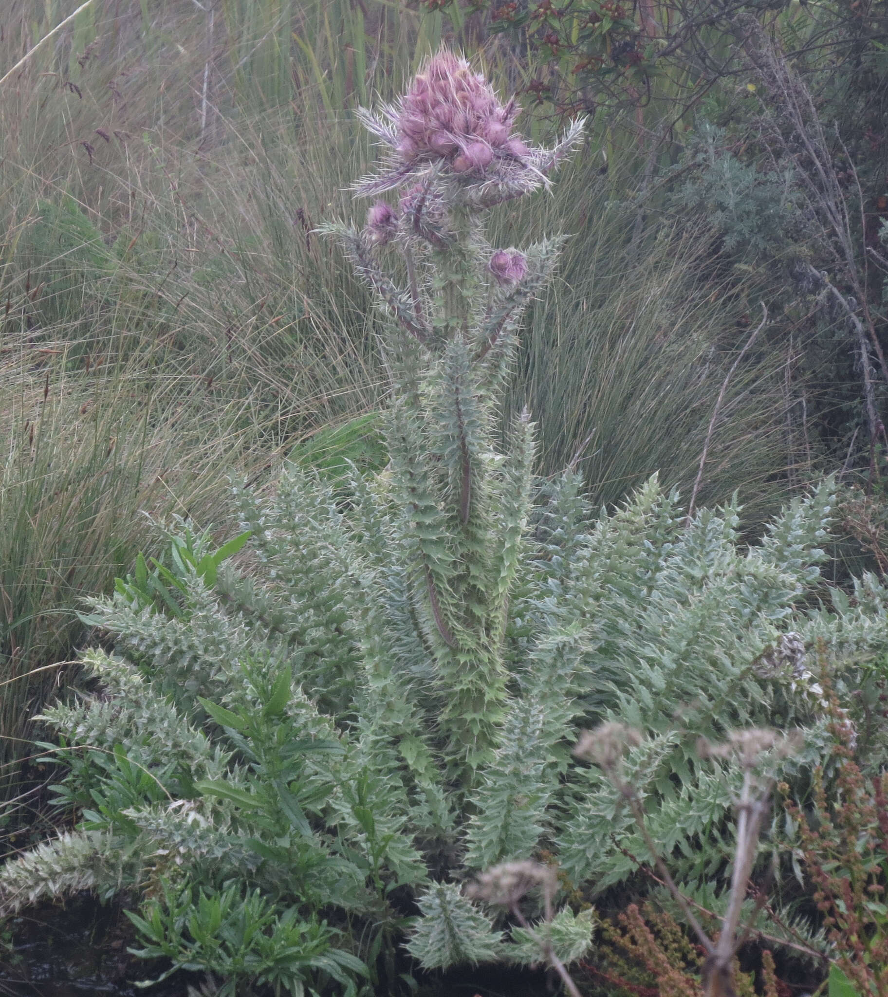 Слика од Carduus keniensis R. E. Fr.