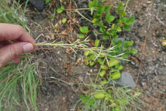 Image of Cymbopogon tortilis (J. Presl) A. Camus