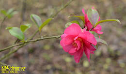 Слика од Camellia oleifera Abel.