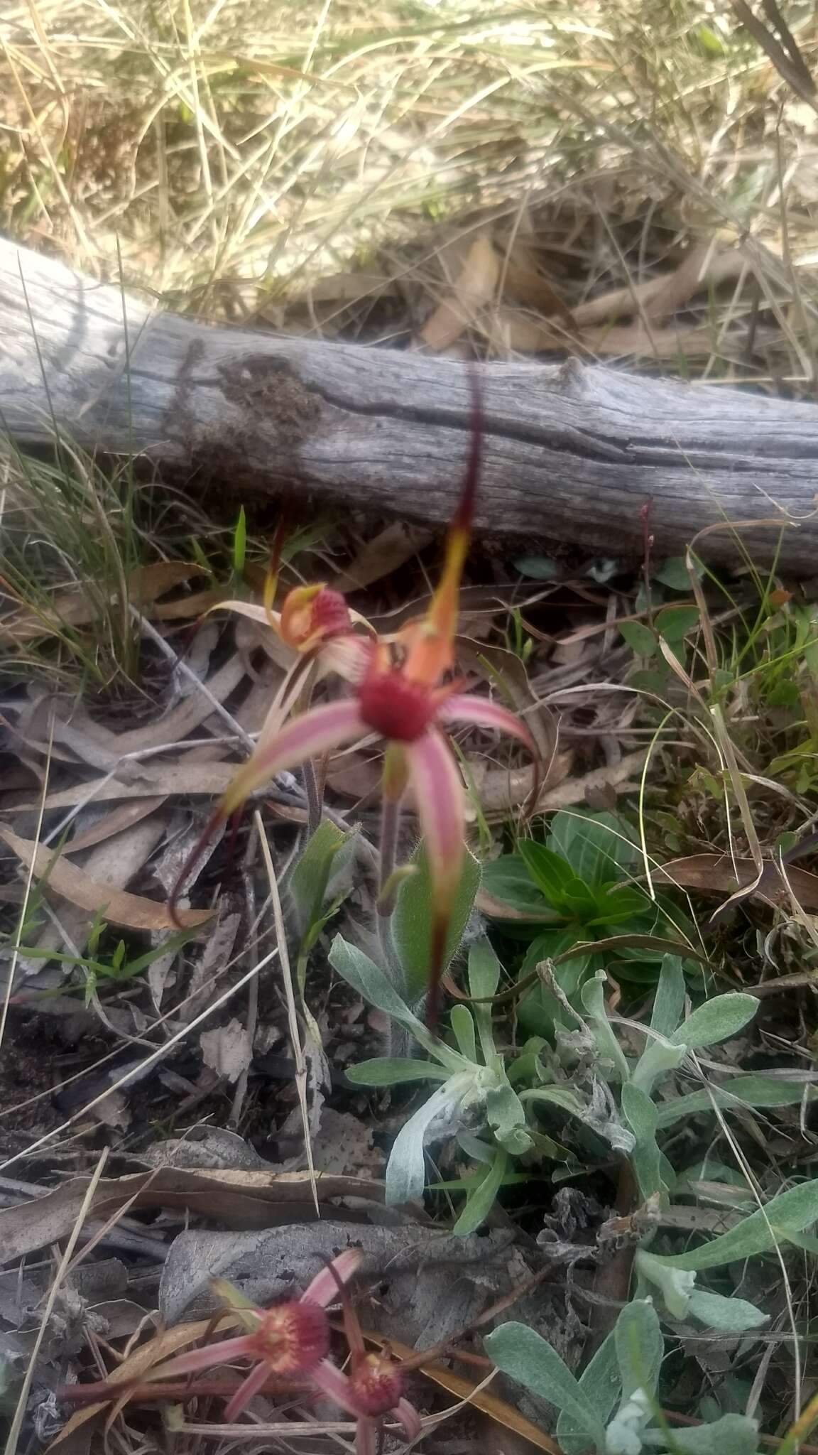 Caladenia caudata Nicholls resmi