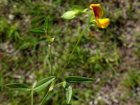 Image of Zornia dyctiocarpa var. dyctiocarpa