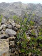 Image of Allium rubens Schrad. ex Willd.