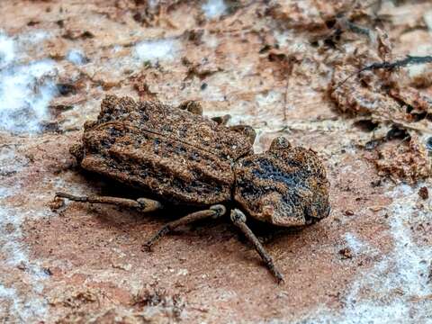 Image of Eastern Ironclad Beetle