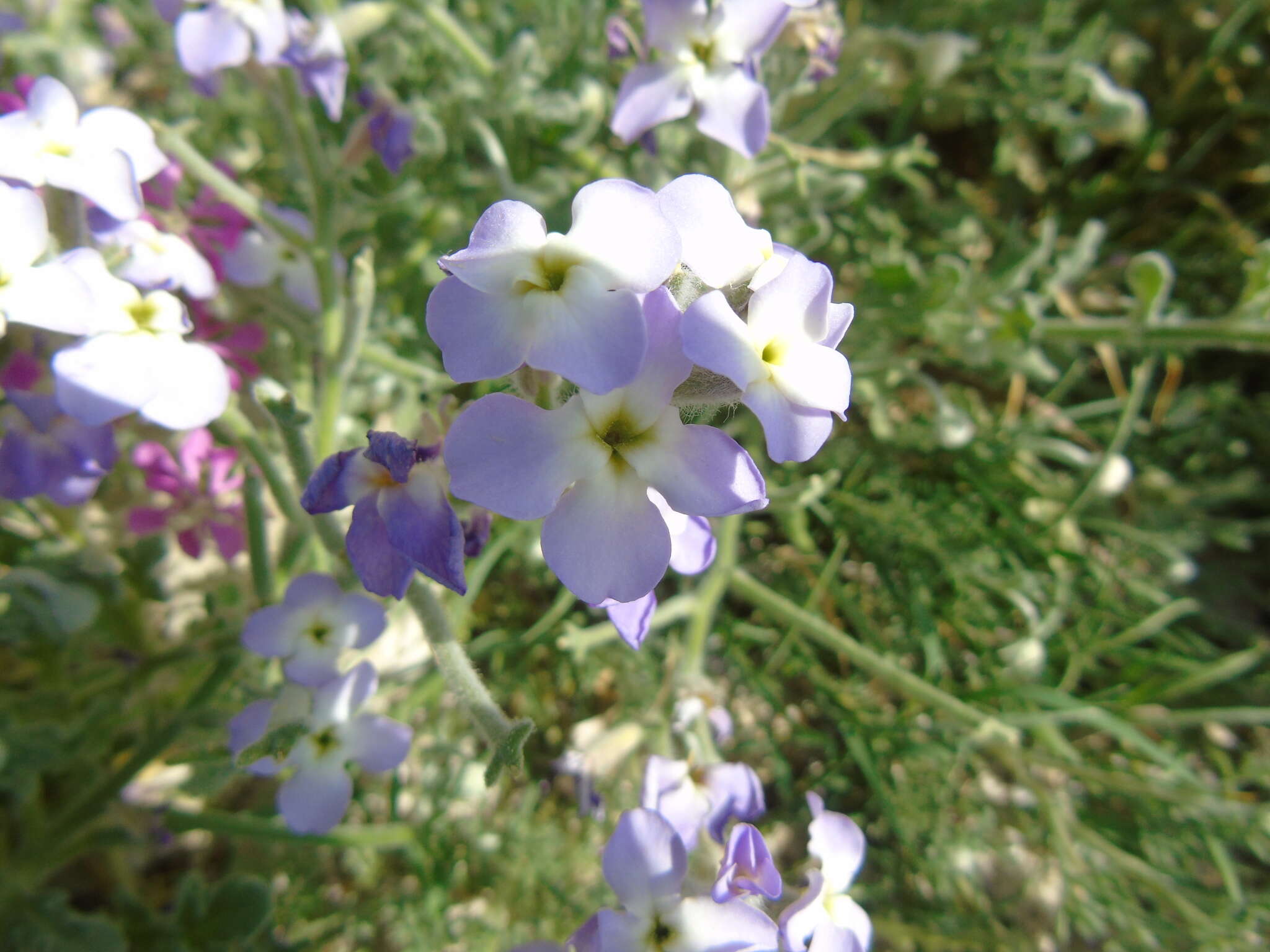 Image of Matthiola tricuspidata (L.) W. T. Aiton