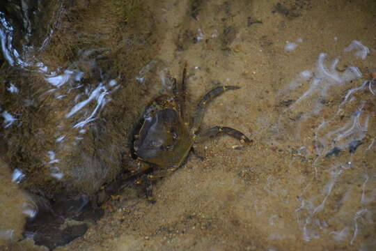 صورة Parathelphusa maculata de Man 1879