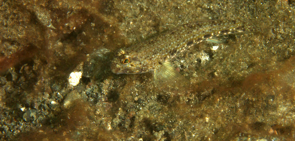 Image of Pearl goby