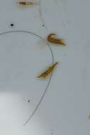 Image of slender Sargassum shrimp