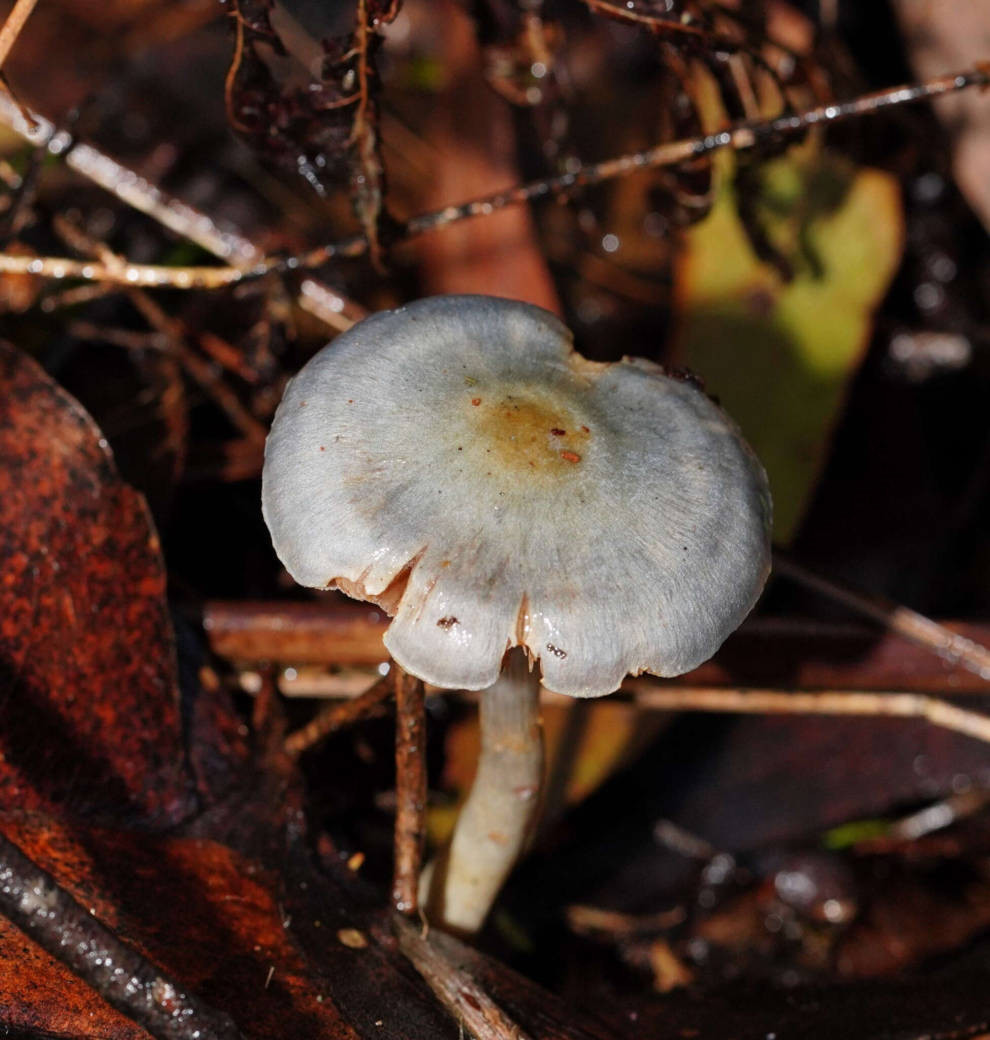 Image of Cortinarius rotundisporus Cleland & Cheel 1918